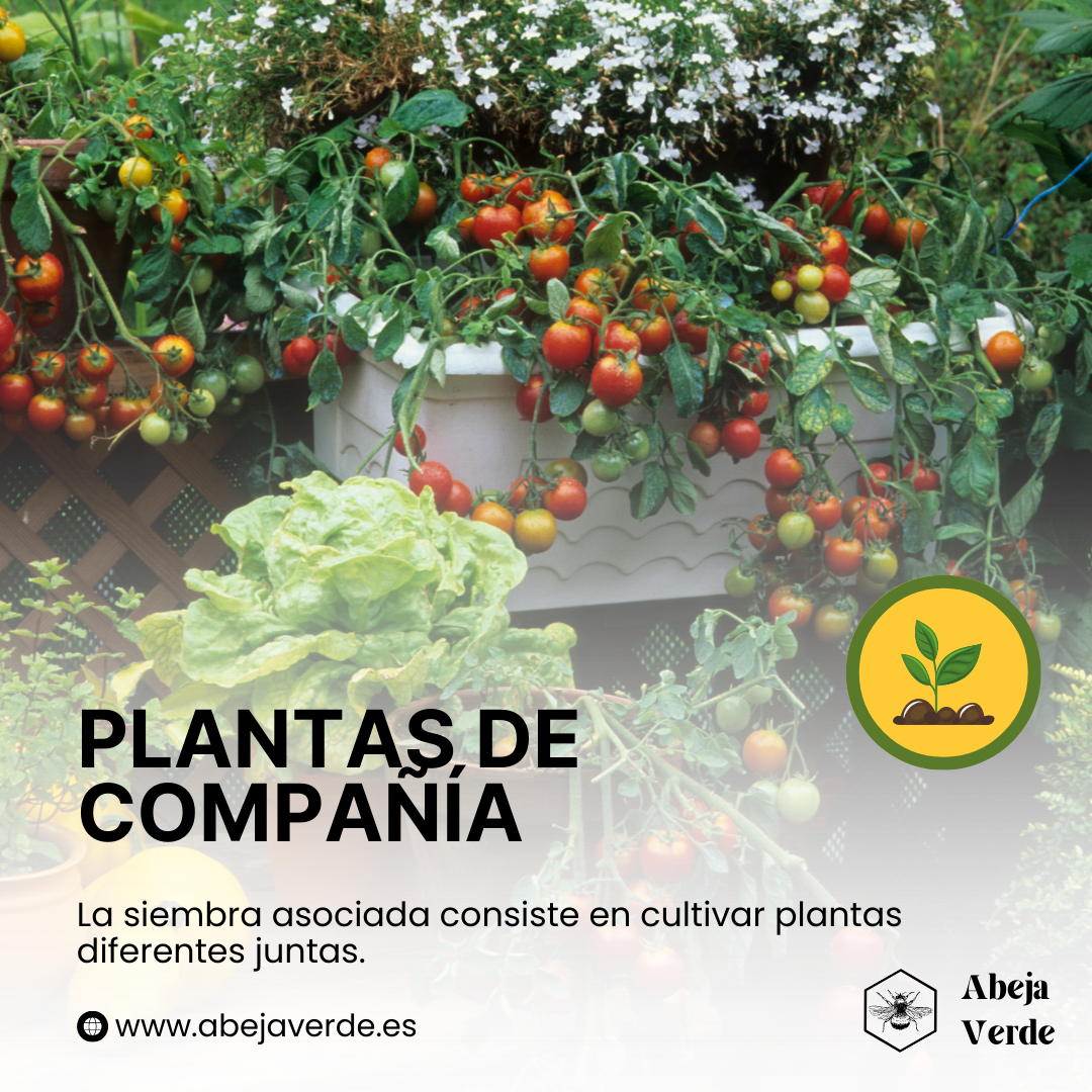 Planta De Tomate Plantaci N Asociada Para Prevenir Plagas Abeja Verde