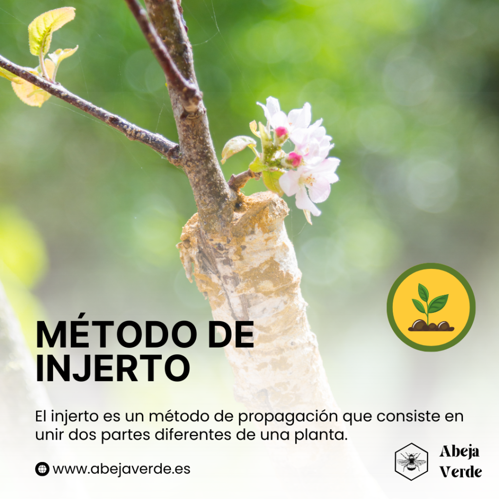 Métodos De Propagación De Peonías Abeja Verde