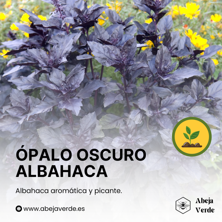 Cómo elegir las variedades de albahaca adecuadas para su jardín: Guía