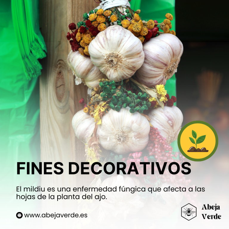 Técnica tradicional de conservación y decoración Del Ajo