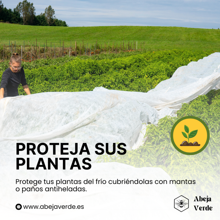 Jardinería de otoño e invierno: Consejos para prolongar el periodo de cultivo de la albahaca