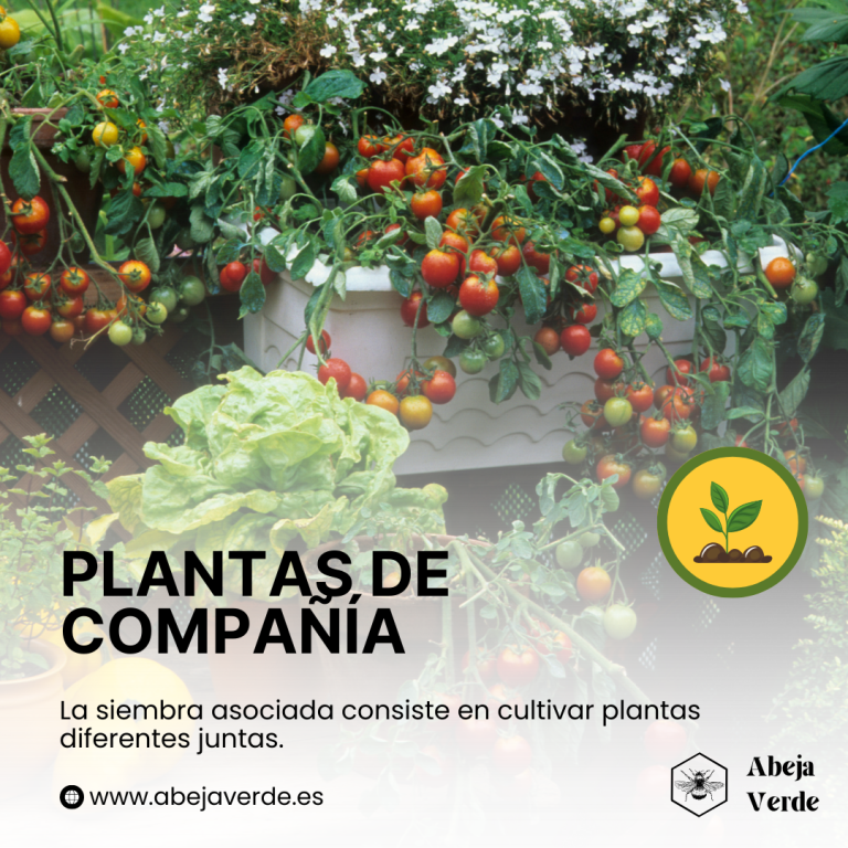 planta de tomate plantación asociada para prevenir plagas