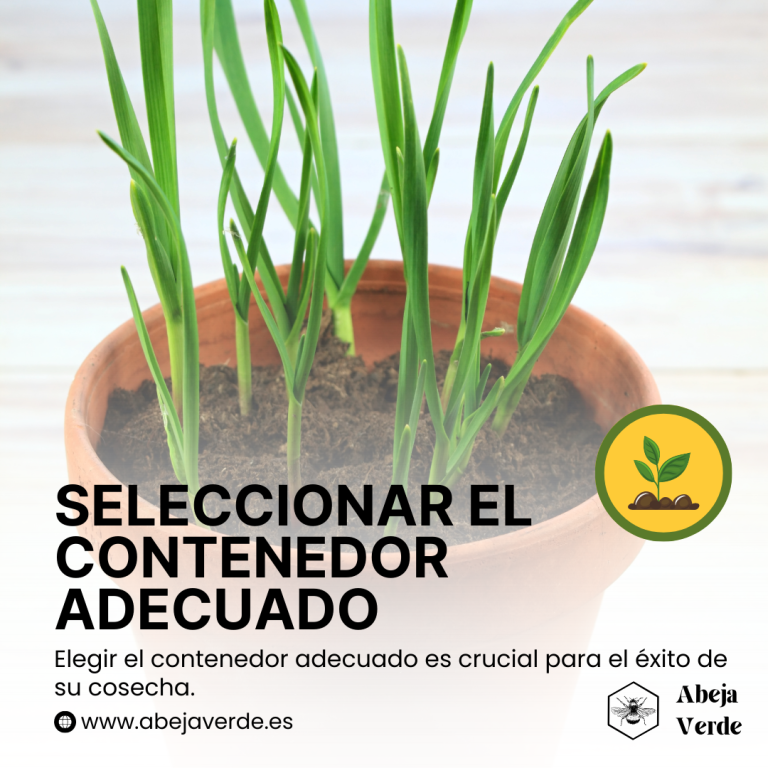 Cultivar ajos en macetas