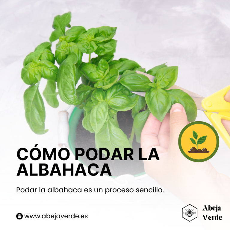 Maximizar el crecimiento y el sabor: Poda y cosecha de la albahaca