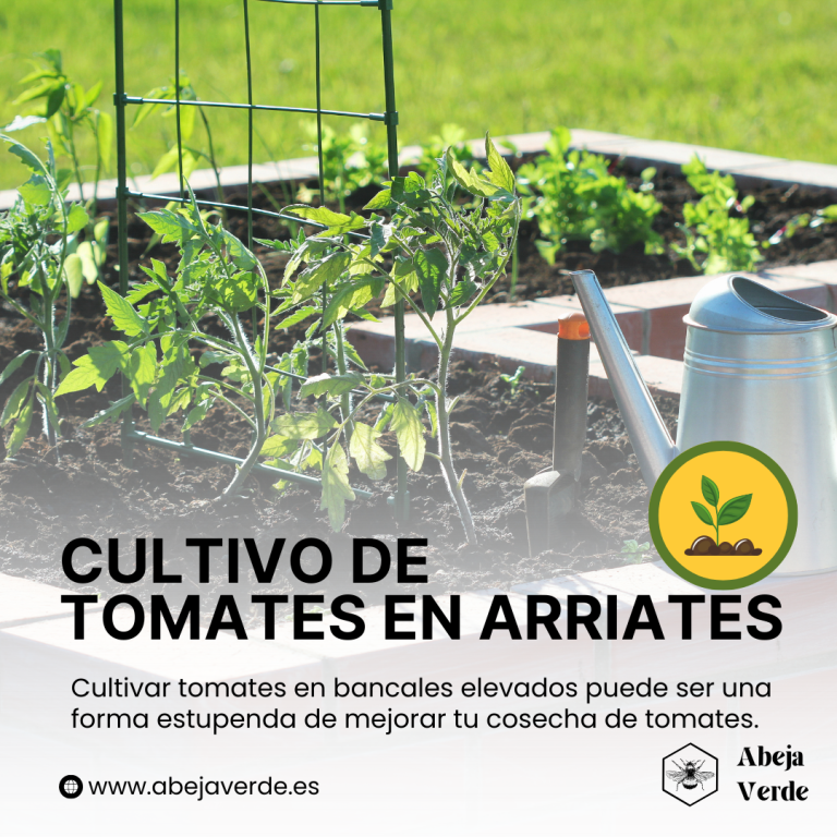 Cultivo de tomates en camas elevadas: ventajas, preparación del suelo y consejos de mantenimiento