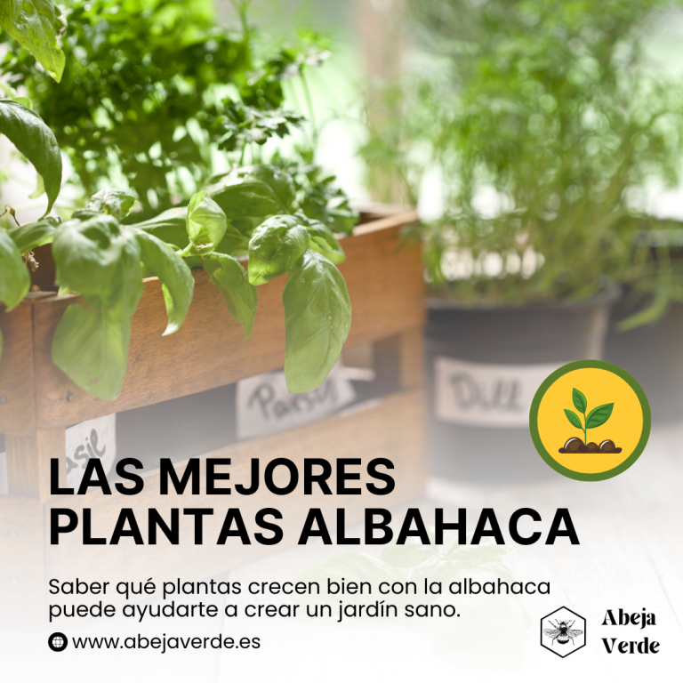 Plantación asociada con la albahaca: Las mejores plantas para plantar junto a la albahaca