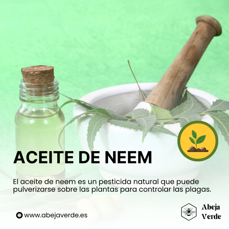 Cómo cultivar Menta sin productos químicos