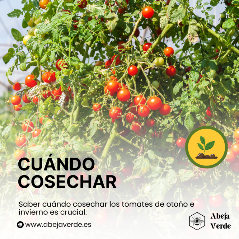 Prolongación del ciclo de cultivo del tomate: Estrategias para el cultivo en otoño Y invierno