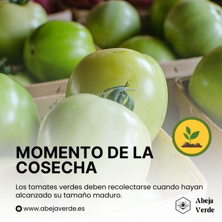 Técnicas para madurar tomates verdes