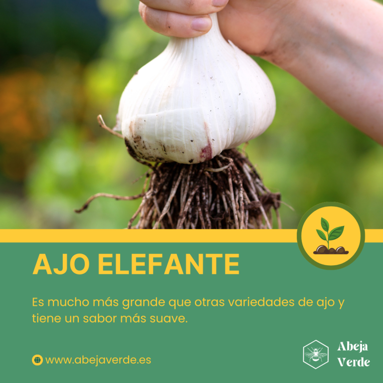 Explorando diferentes variedades de ajo