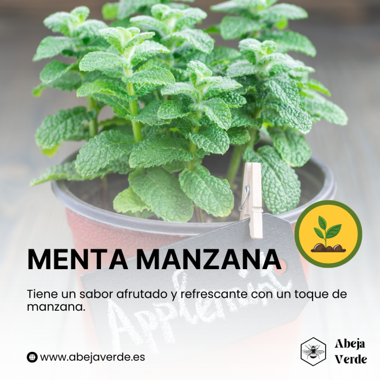 Explorando diferentes variedades de menta