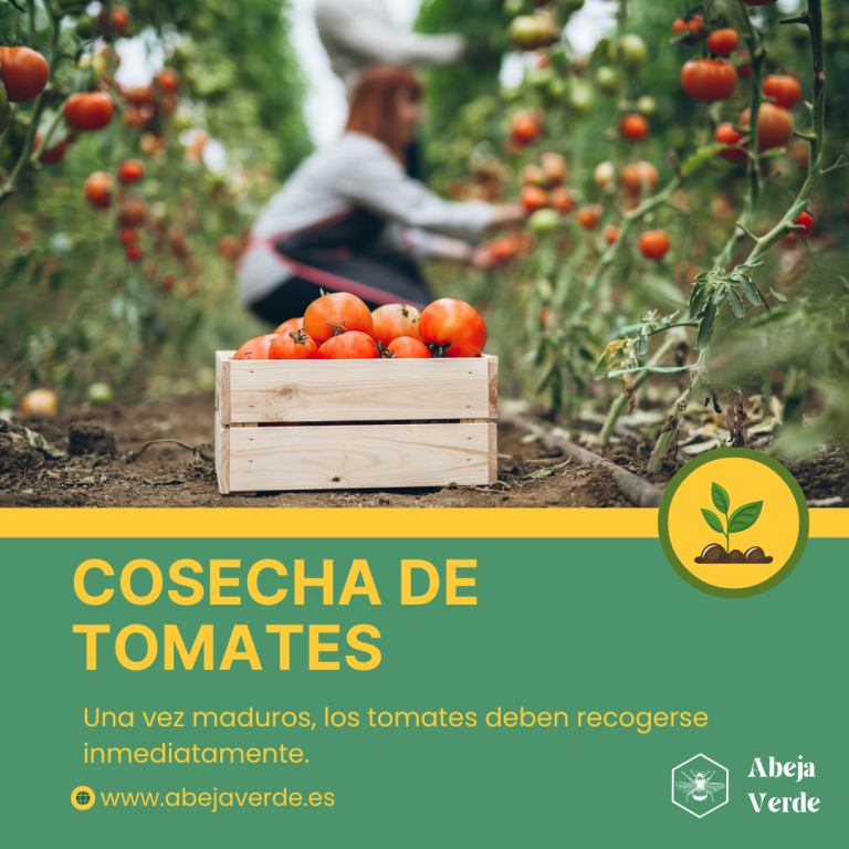 Guía paso a paso: Germinar y trasplantar tomates de semilla