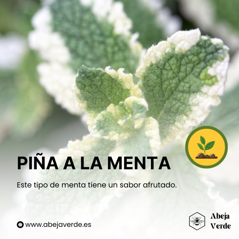 Guía completa para el cultivo de la menta