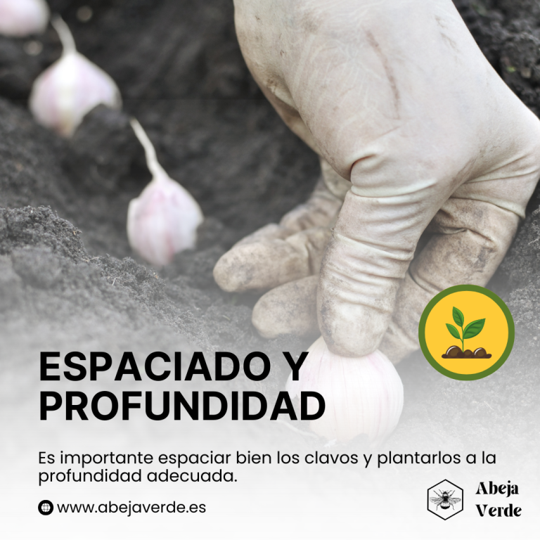 Técnicas de plantación del ajo para una buena cosecha