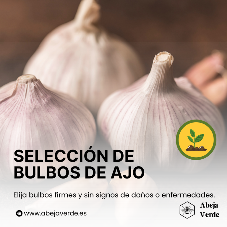 Cultivo ecológico de ajos: Cultivar bulbos sin productos químicos