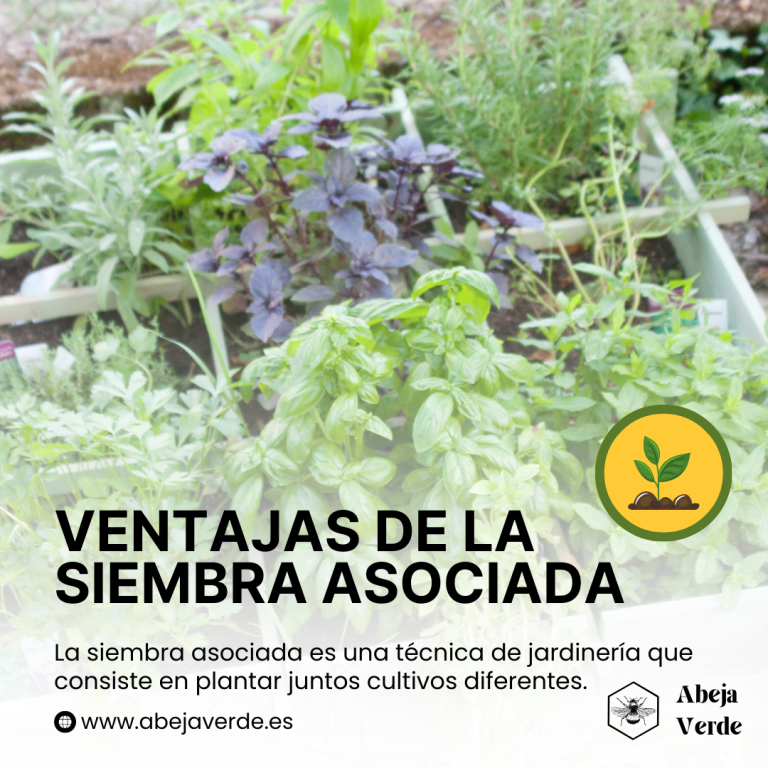 Plantas Acompañantes del Romero