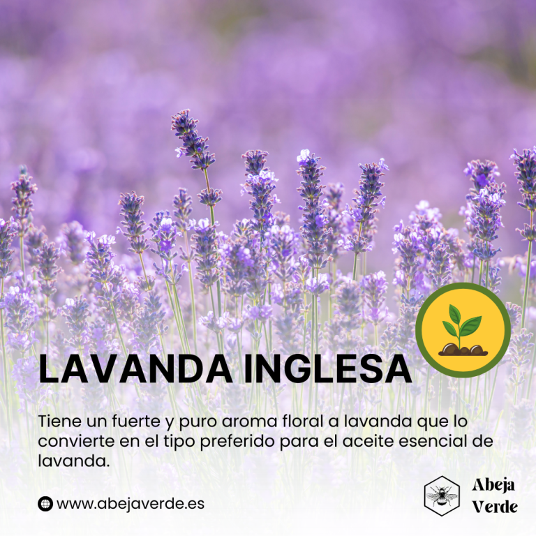 Variedades populares y características únicas de La Lavanda