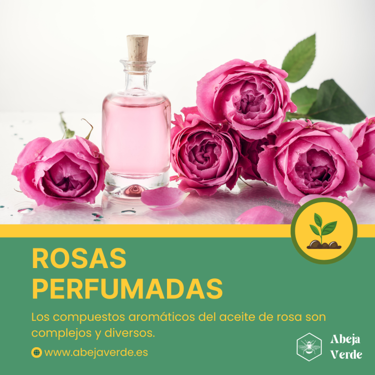 Guía de variedades de rosas perfumadas