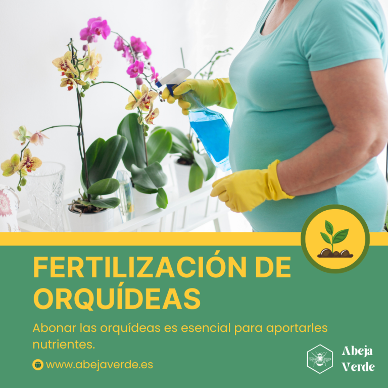 Enmacetado y trasplante de orquídeas