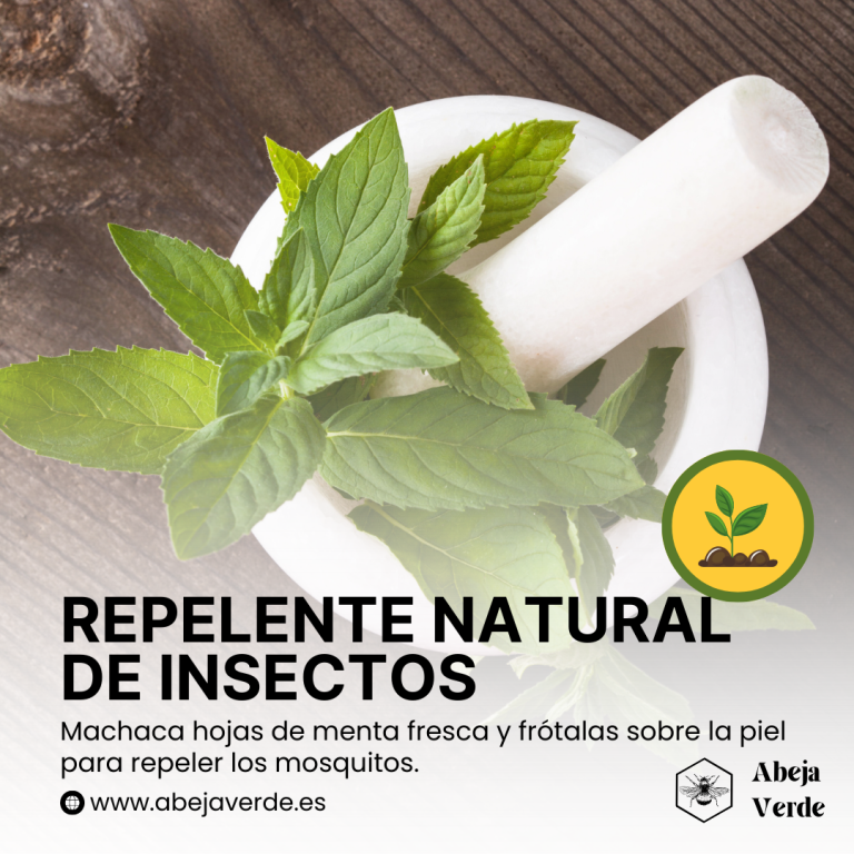 La menta como repelente de insectos