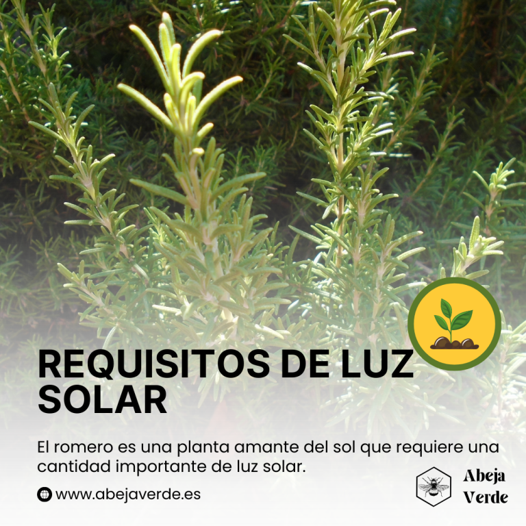 Cuidados del romero: Poda, riego y necesidades de luz solar