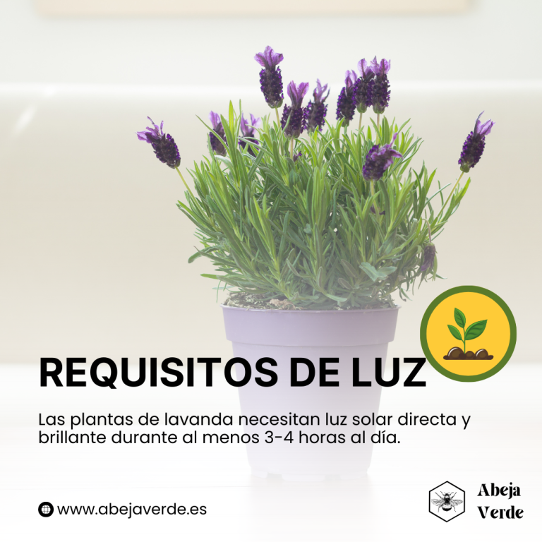 Cultivar lavanda en interiores