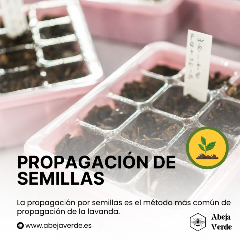 Propagación de la lavanda