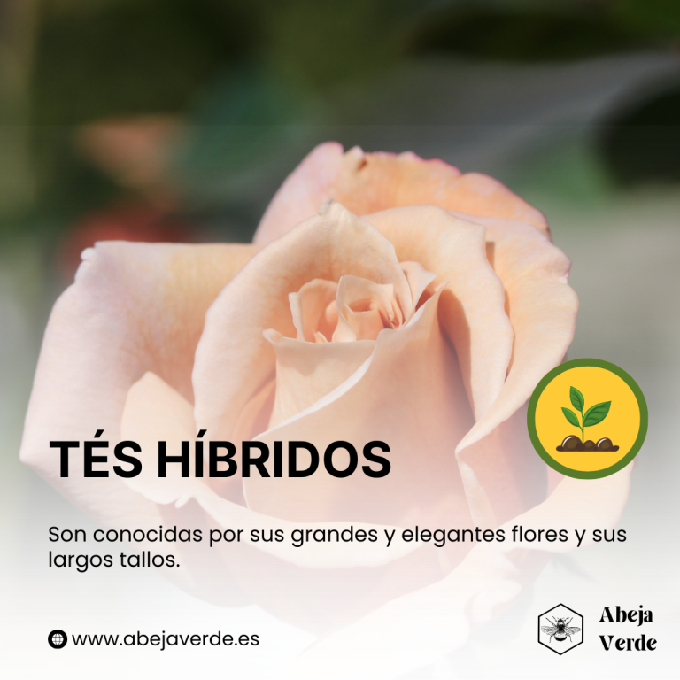 Diferentes tipos de rosas