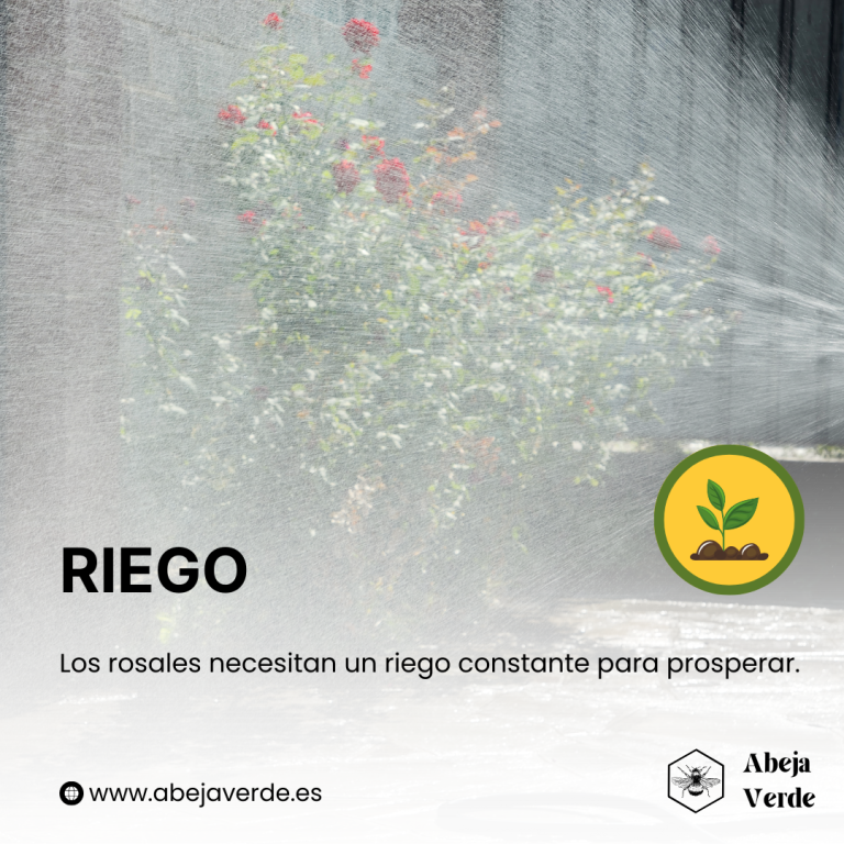 Factores a tener en cuenta al elegir las variedades de rosal para su jardín