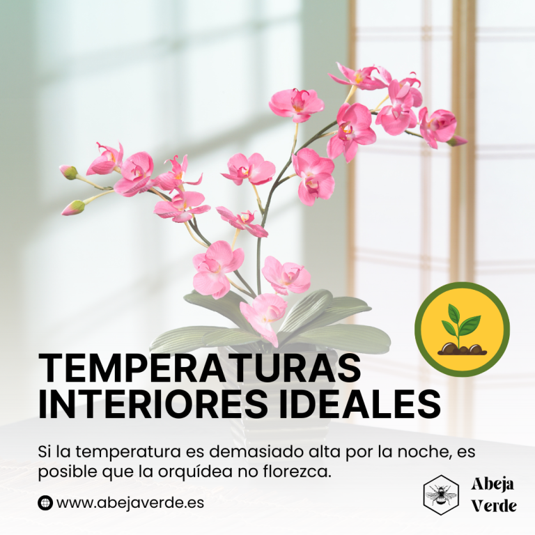 Cuidados de las orquídeas: luz, agua, temperatura y humedad