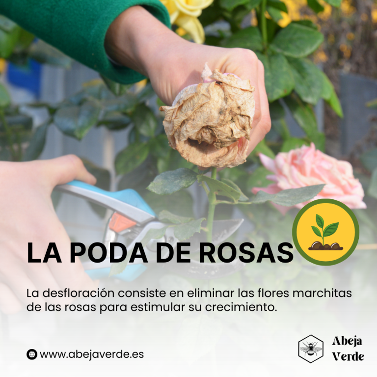 Guía completa de poda de rosales