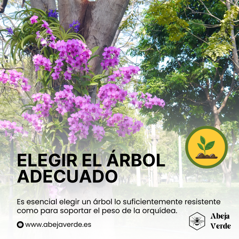 Montaje y cultivo de orquídeas en árboles