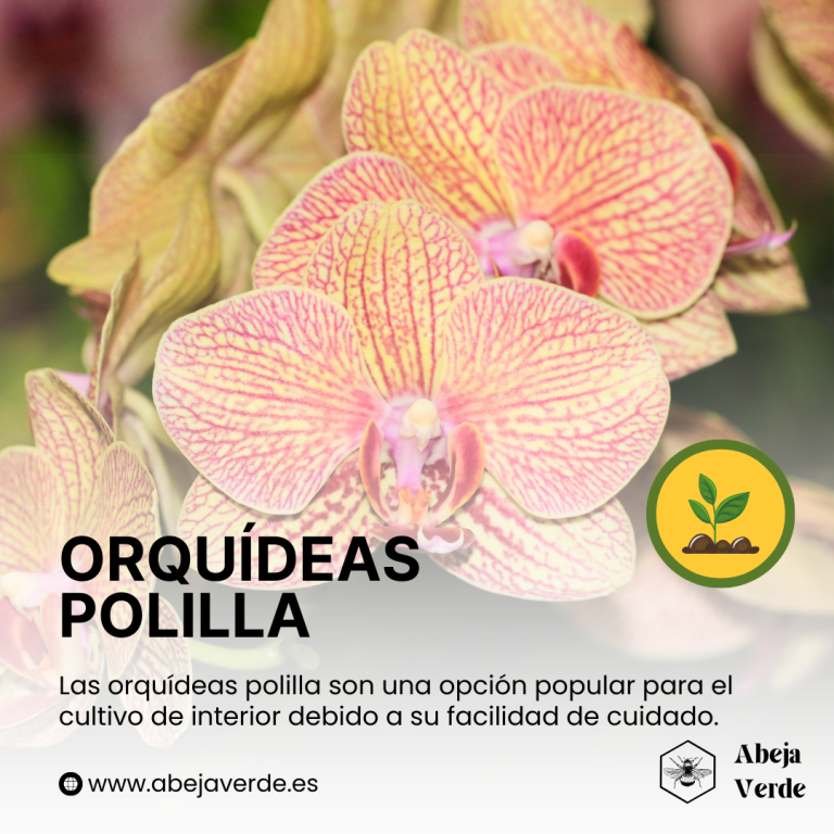 Especies e híbridos de orquídeas aromáticas