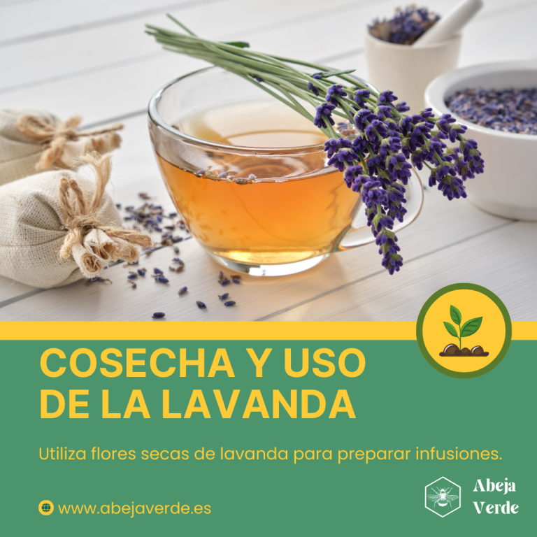 Cuidados de la lavanda: Poda, riego y luz solar