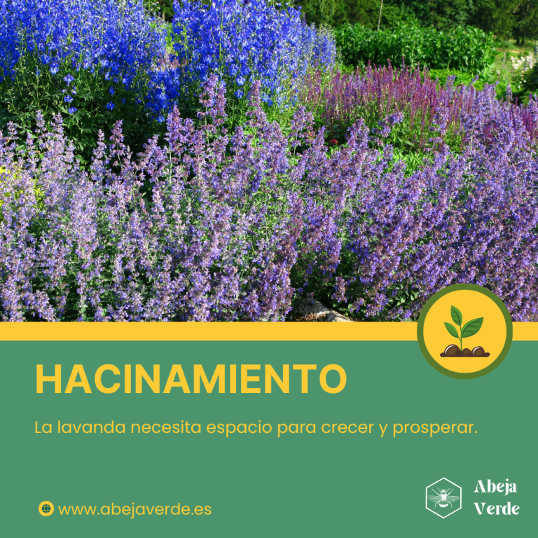 Plantas acompañantes de la lavanda