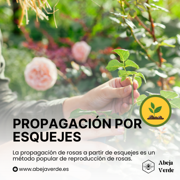 Propagación del rosal: esquejes, injertos y semillas