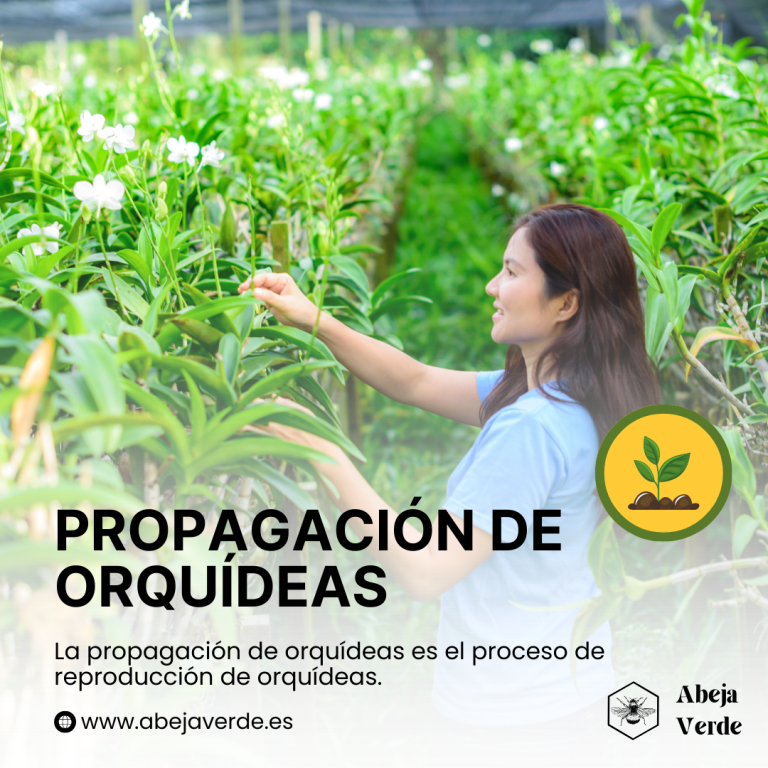 La propagación de las orquídeas