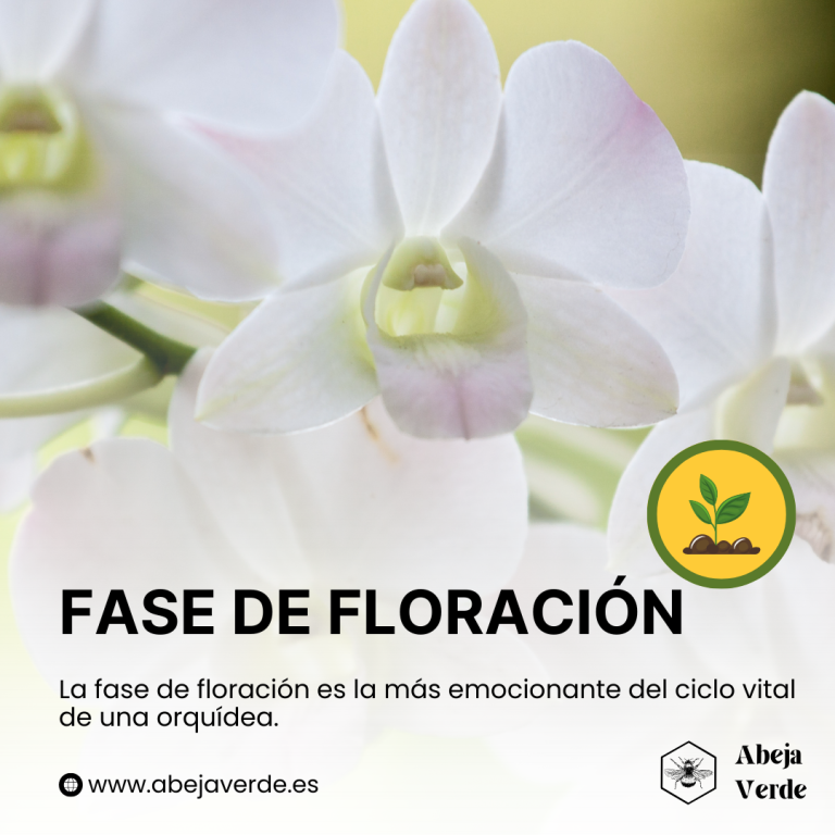 Factores que influyen en la floración de las orquídeas