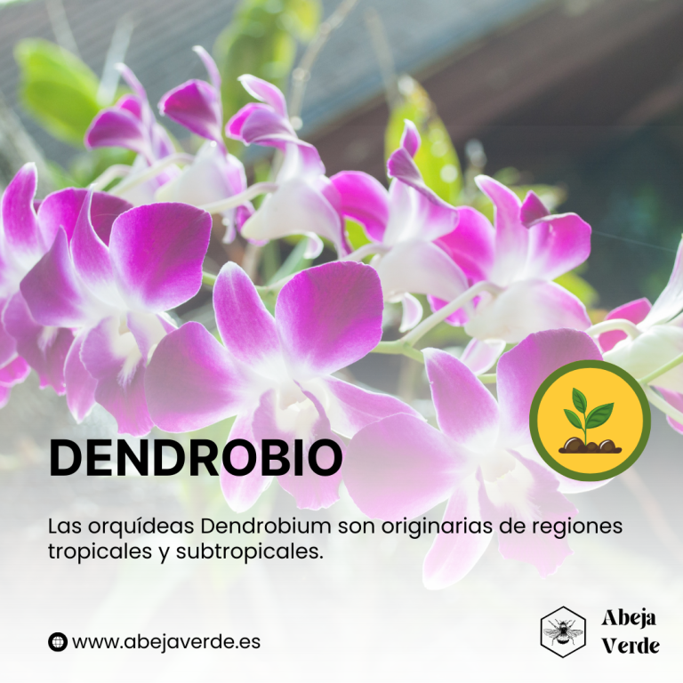 Cuidados de las orquídeas durante el reposo vegetativo