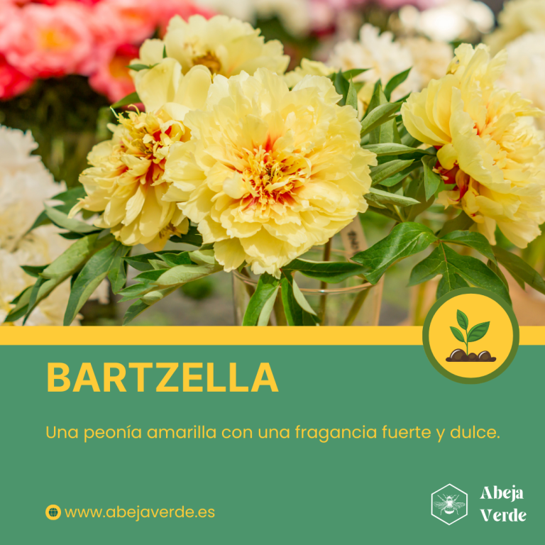 Jardines perfumados con diferentes variedades de peonías