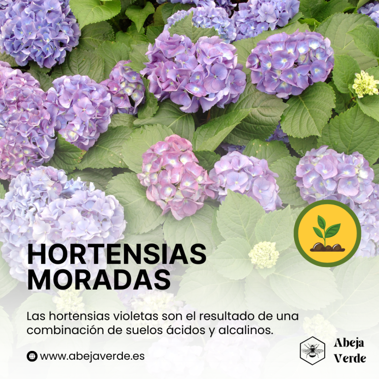 Factores que influyen en el color de las hortensias