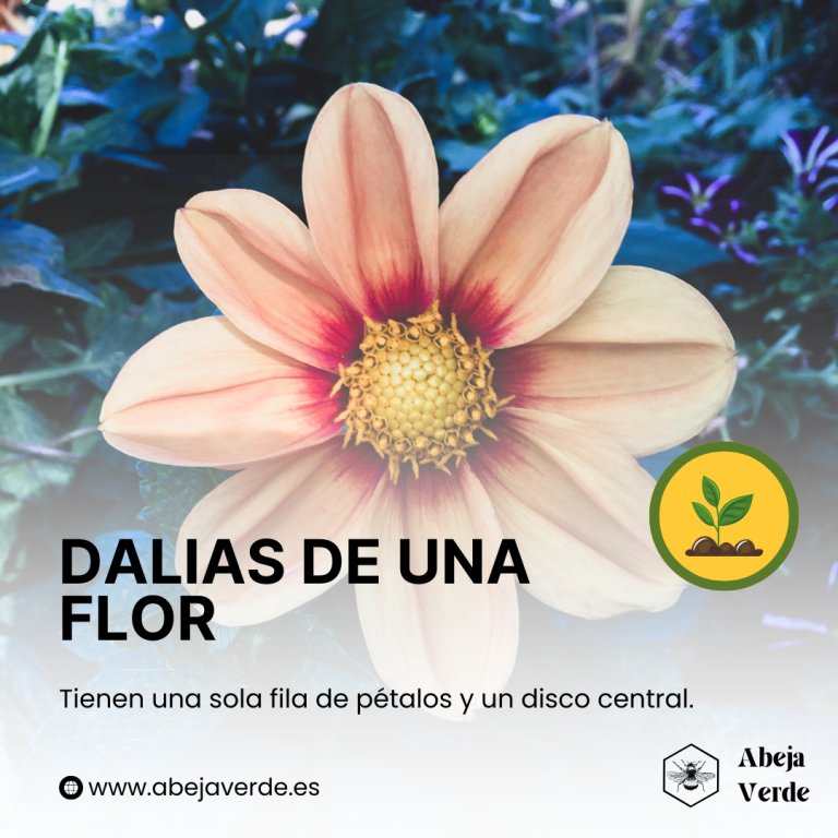 Prolongación de la floración de las dalias