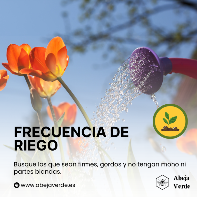 Cuidados del tulipán: Luz solar, suelo, riego y fertilización