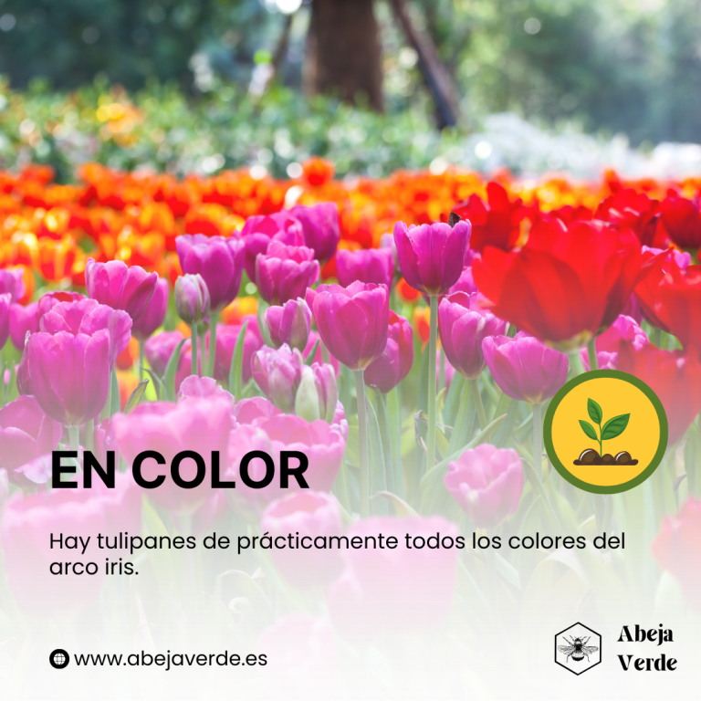 Prolongación de la temporada de floración del tulipán