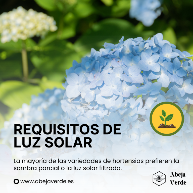 Técnicas de plantación de hortensias: Guía paso a paso