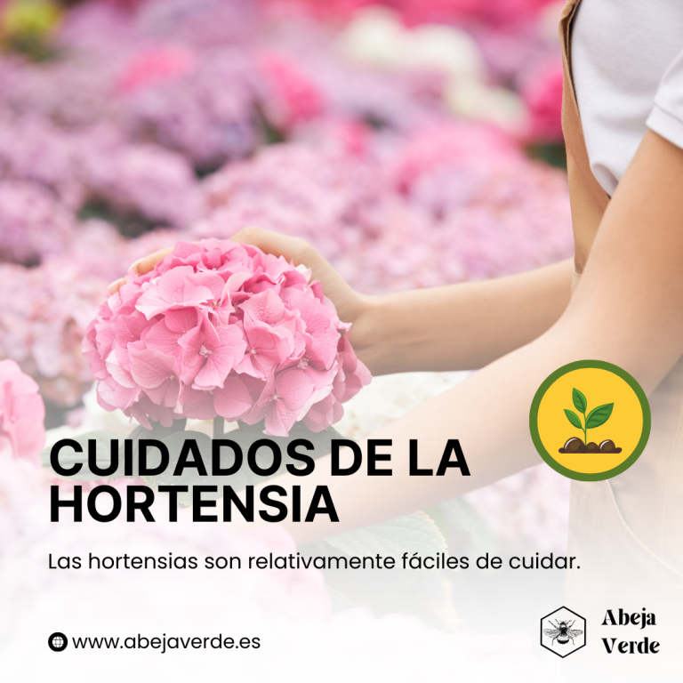 Soluciones a los problemas más comunes de las hortensias