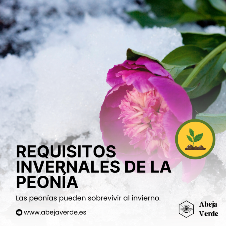 Proteger las peonías de las bajas temperaturas: Consejos para el invierno