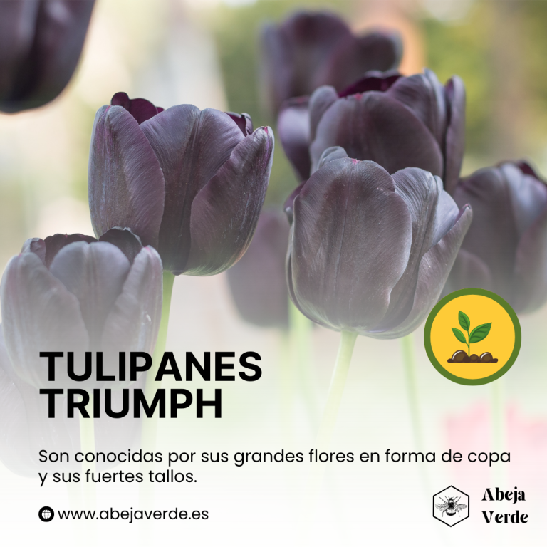 Explorar las distintas variedades de tulipán