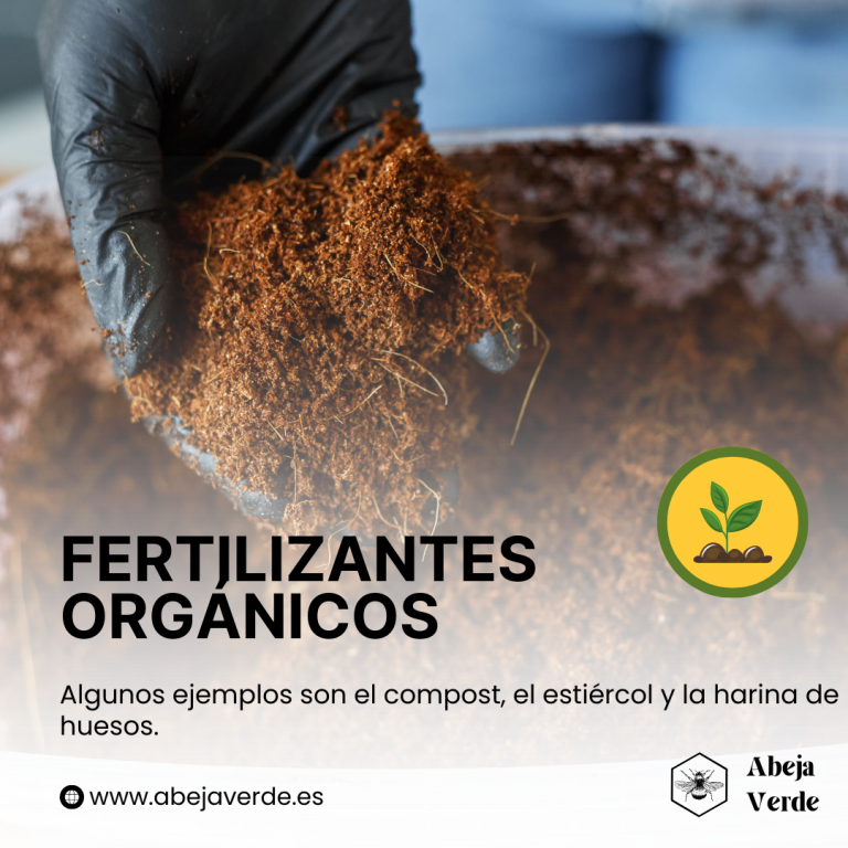 Fertilización del tulipán para un crecimiento óptimo