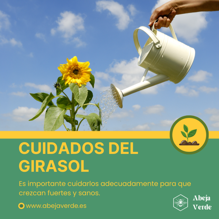 Anuales o perennes: Guía del ciclo vital de los girasoles